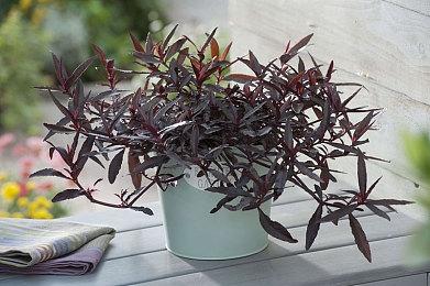 Steam多人在线硬核生存游戏《雅戈泰探险》今日开启抢先体验